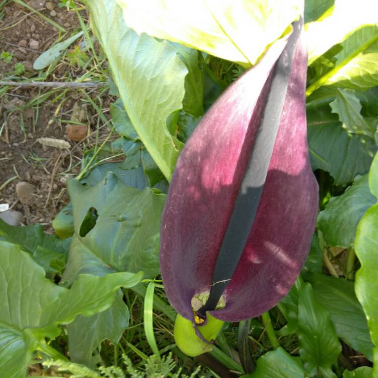 plant image 343799