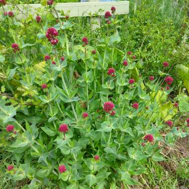 Red Valerian