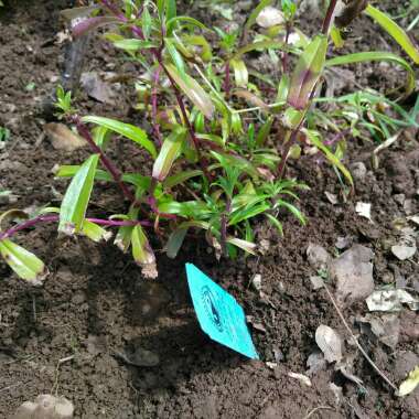Beardtongue 'Midnight'