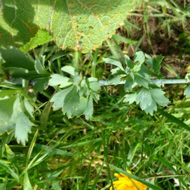 Californian Tree Poppy