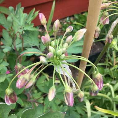 Allium siculum syn. Nectaroscordum siculum, Allium nectaracsardium, Allium bulgaricum