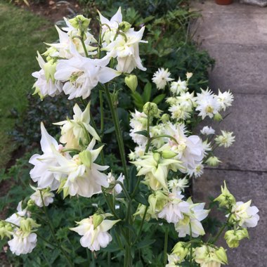 Aquilegia 'Green Apples'