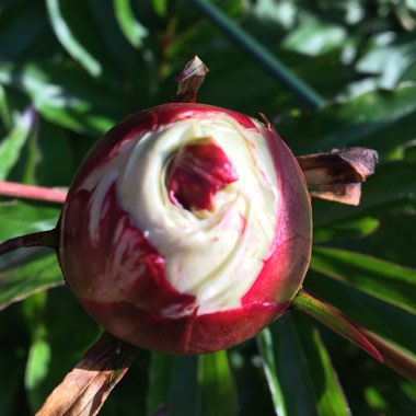 Paeonia lactiflora 'Festiva Maxima'