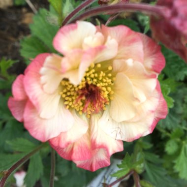 Geum 'Cosmopolitan'