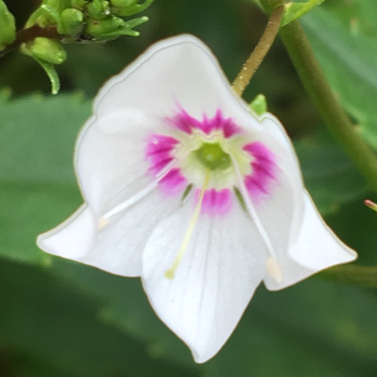 plant image 1055344 plant image 1055344