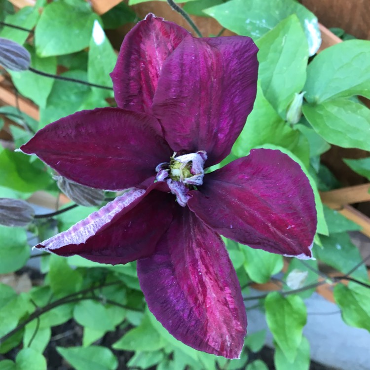 plant image 1061290