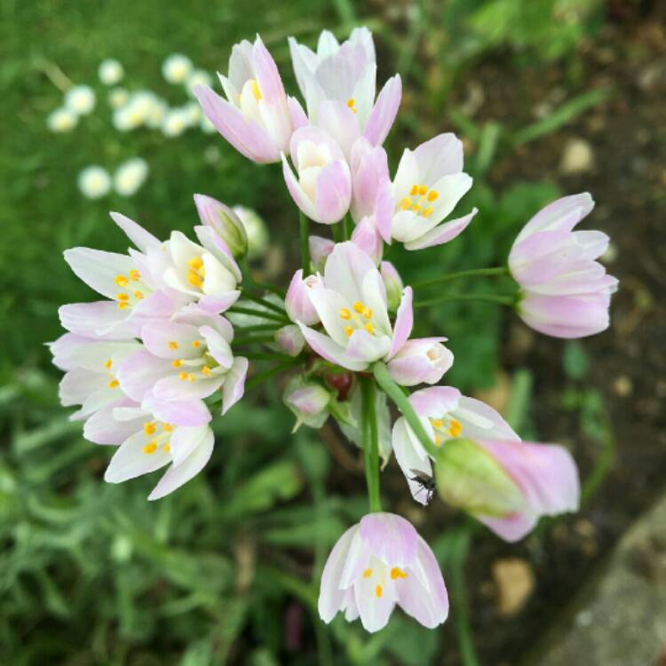 Plant image Allium roseum
