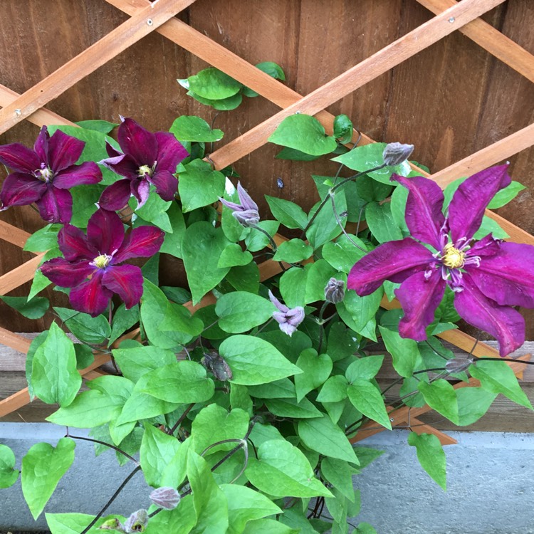 plant image 1067496