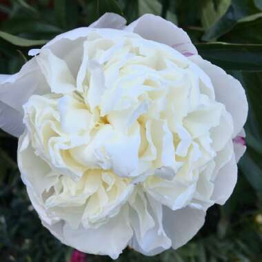 Paeonia lactiflora 'Festiva Maxima'
