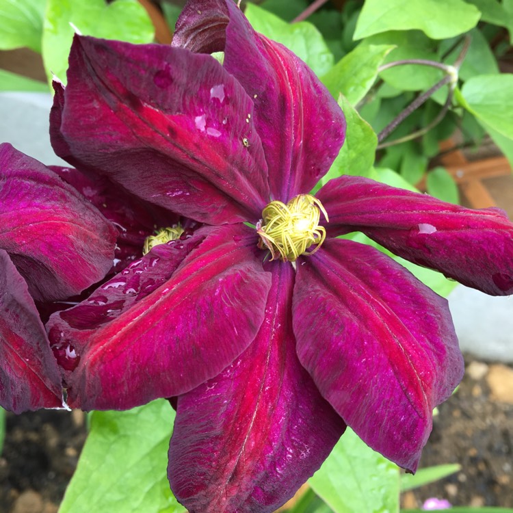 Plant image Clematis 'Voluceau'