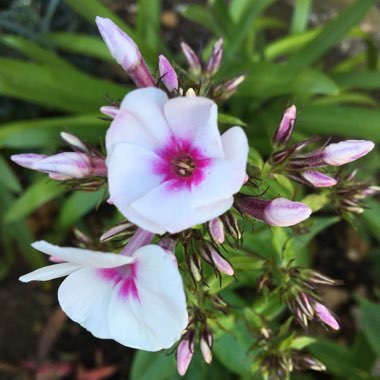 Phlox paniculata 'Adessa Pink Star' (Adessa Series)