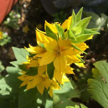 Lysimachia punctata