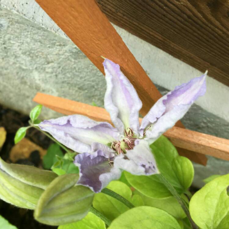 plant image 1097769 plant image 1097769