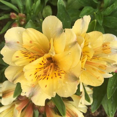 Alstroemeria 'Tescaban' (Inticancha Series) syn. Alstroemeria 'Inticancha Cabana'