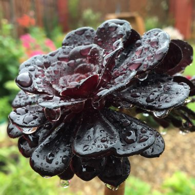 Aeonium Arboreum Zwartkop