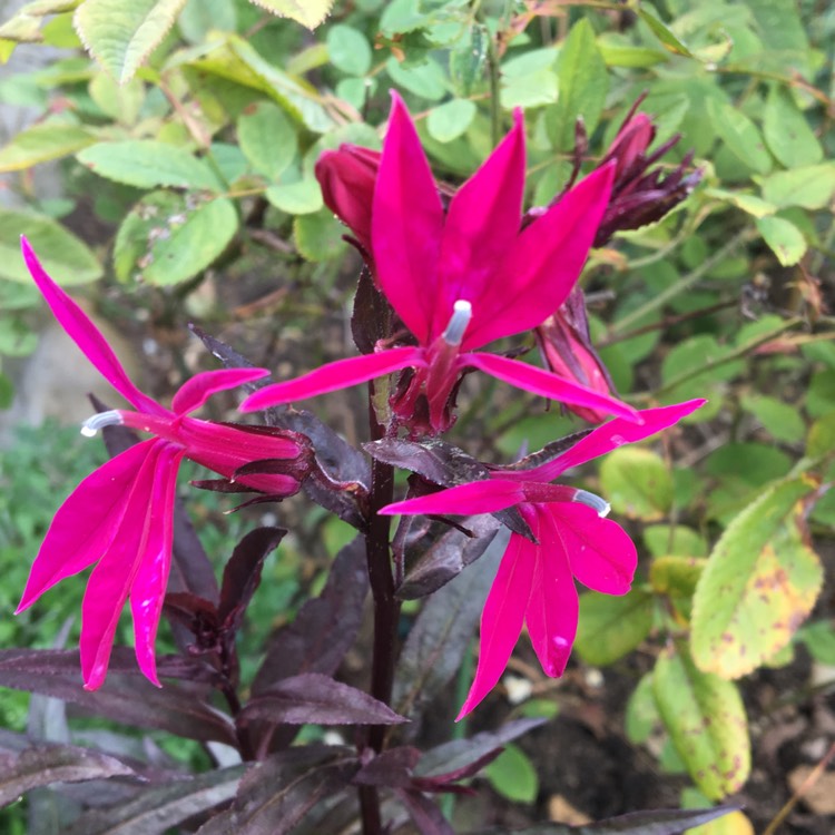 plant image 1149321