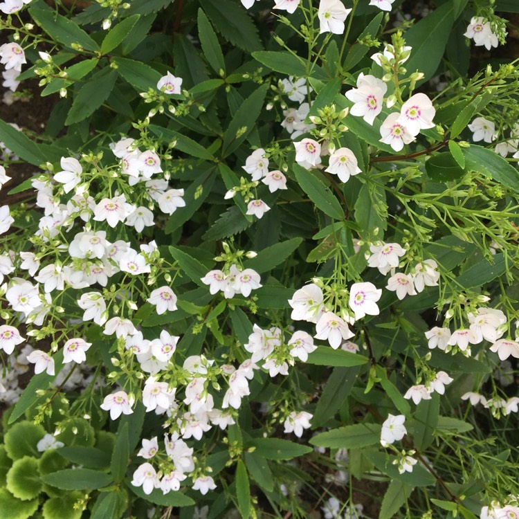 plant image 1156872 plant image 1156872