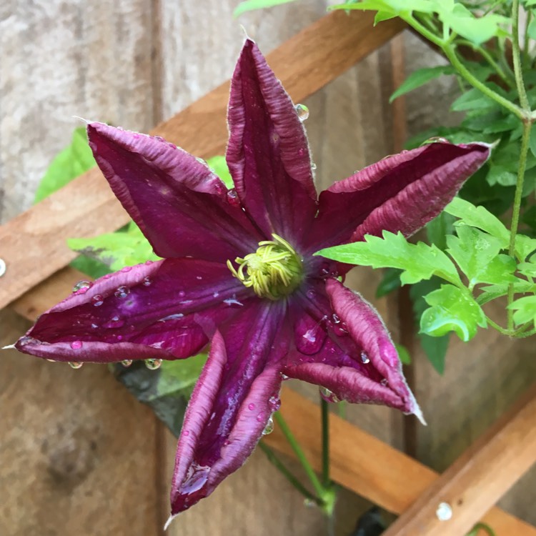 plant image 1173679