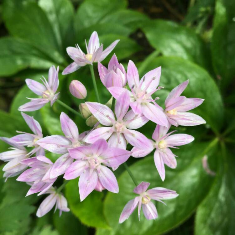 plant image 1182895 plant image 1182895