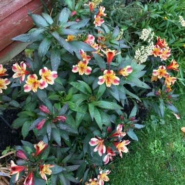Alstroemeria 'Tesronto' (Summer Paradise Series) syn. Alstroemeria 'Indian Summer'
