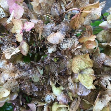 Hydrangea macrophylla 'Altona'