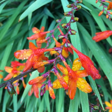 Crocosmia 'Prince of Orange'