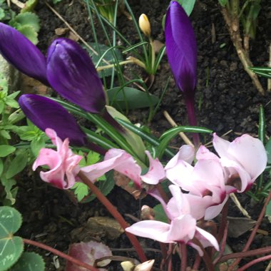 Crocus vernus 'Flower Record'