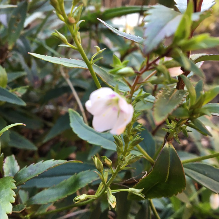 plant image 1238652 plant image 1238652
