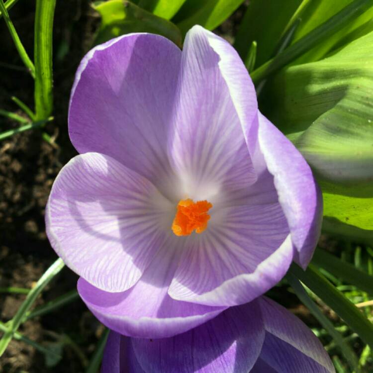 plant image 1242323