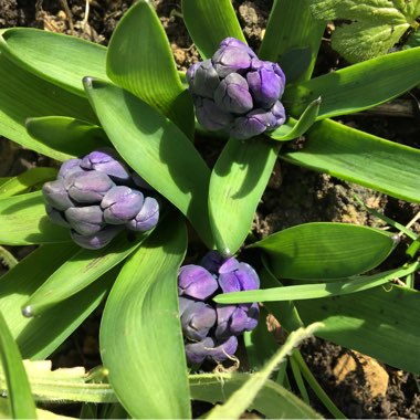 Hyacinthus orientalis 'Blue Jacket'