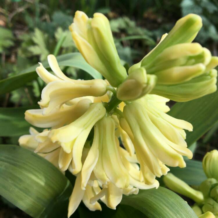 plant image 1250098