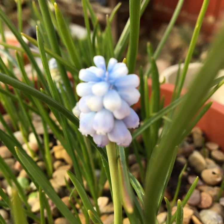 plant image 1261385