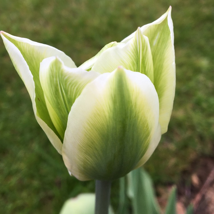 Plant image Tulipa 'Spring Green'
