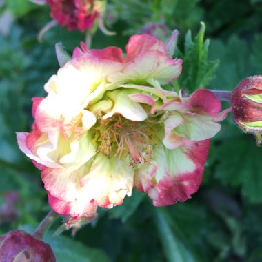 Geum 'Cosmopolitan'