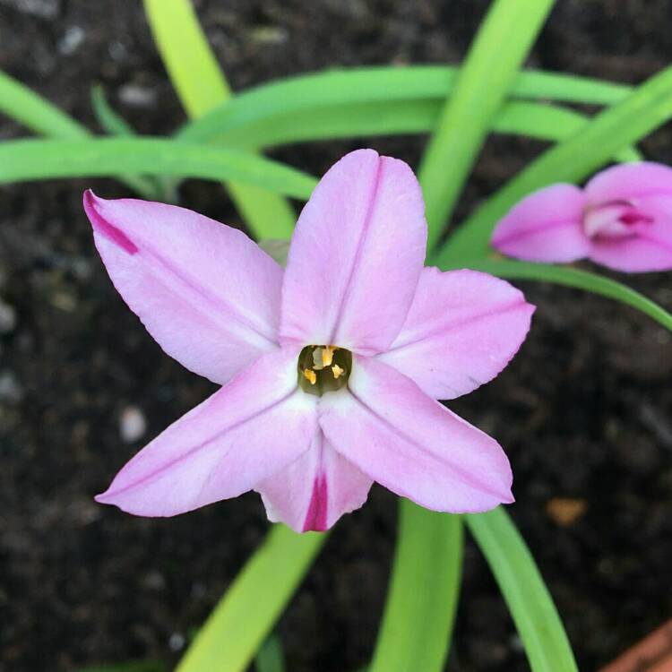 plant image 1294636
