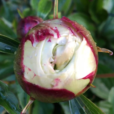 Paeonia lactiflora 'Festiva Maxima'