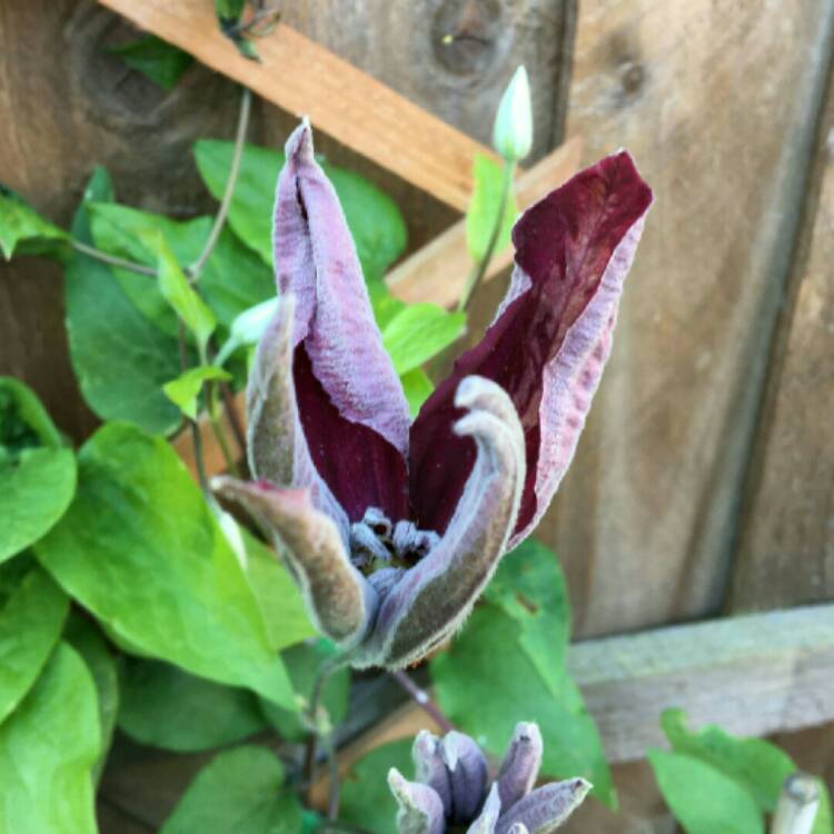 plant image 1296252