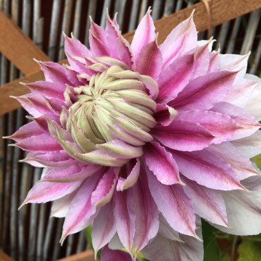 Clematis 'Josephine' (Evijohill)