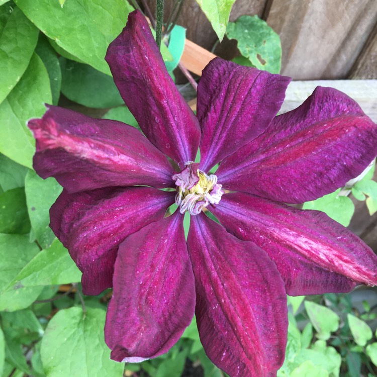 plant image 1302290