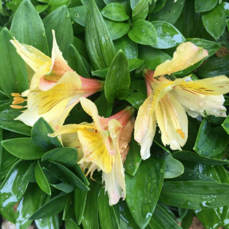 plant image 1326774 plant image 1326774