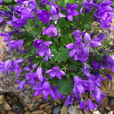 Campanula 'Get Mee'
