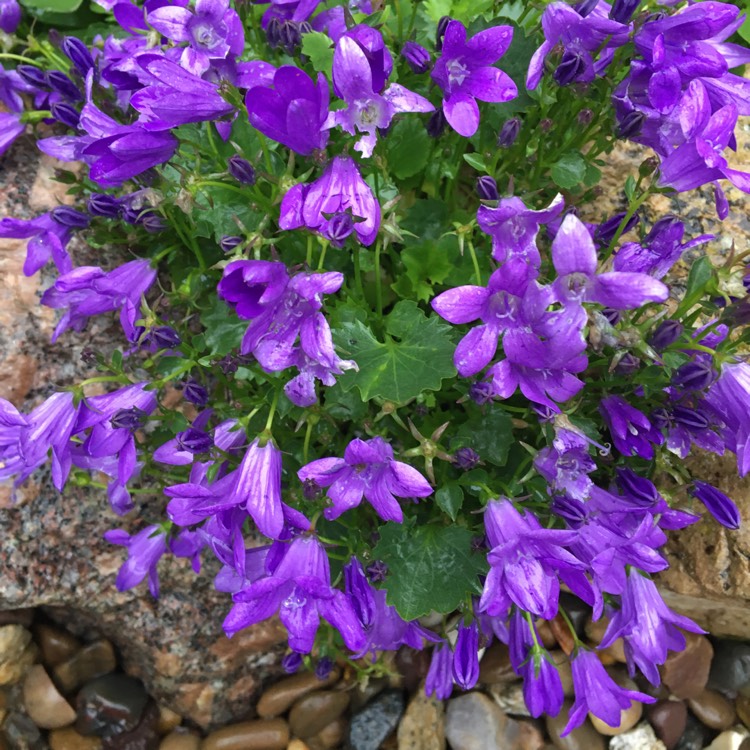 plant image 1328086 plant image 1328086