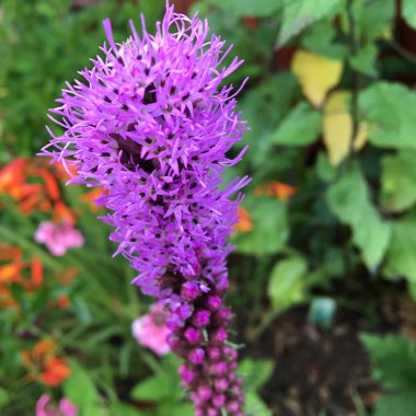 Liatris spicata