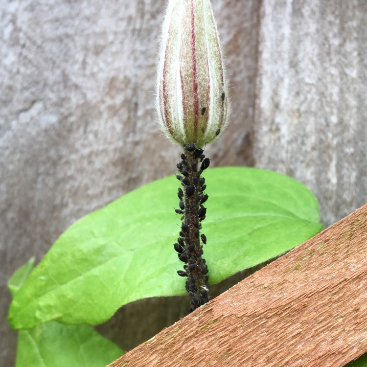 plant image 1368609