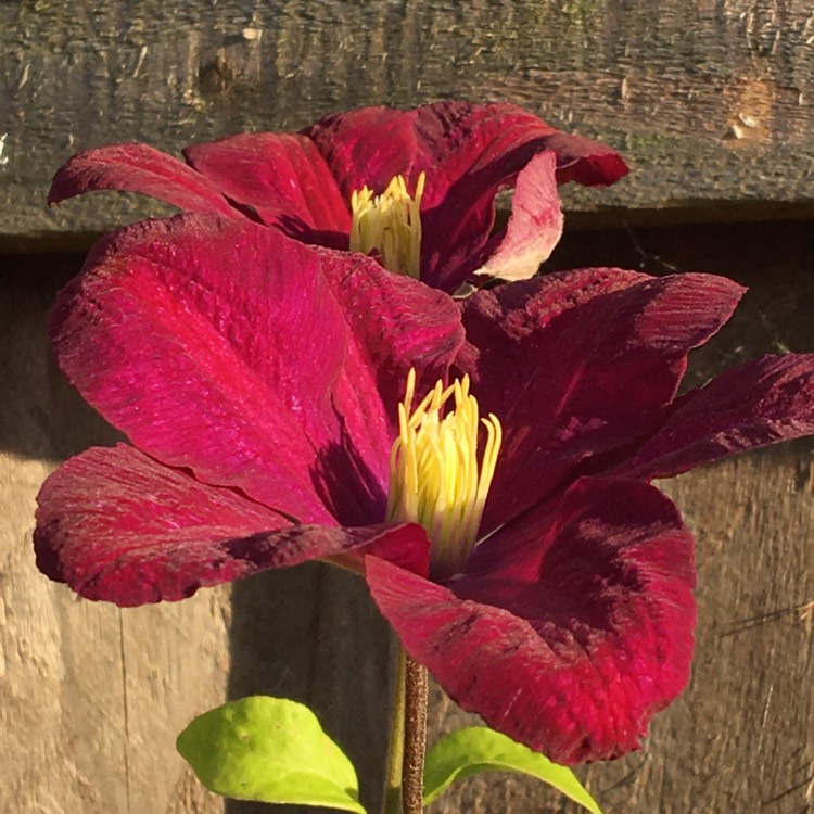plant image 1370554