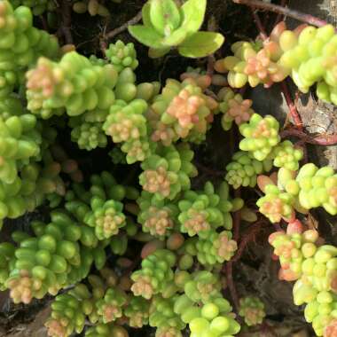 Sedum ‘Album'
