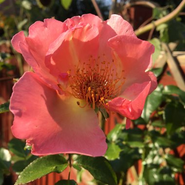 Rosa 'Summer Wine'