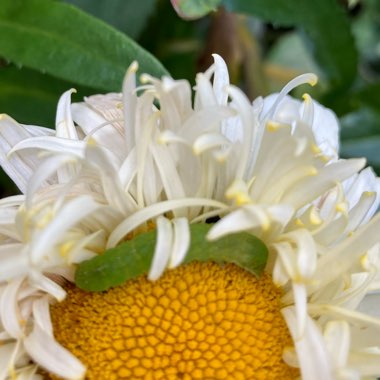 Leucanthemum x superbum 'Real Charmer'