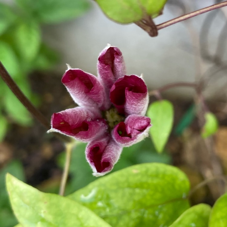 plant image 1408846