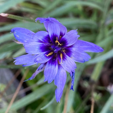 Catananche caerulea 'Major'
